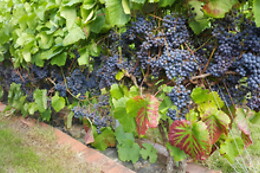 Nyballe B&B & Vinsmagning