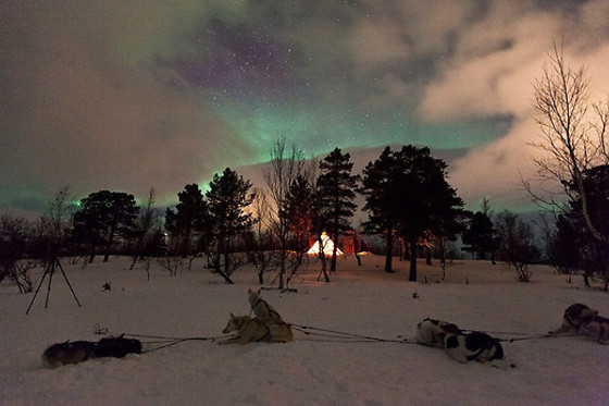 Wild Lapland - photo 5