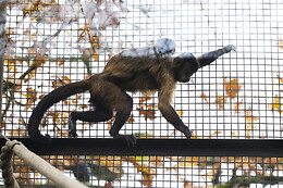 Pangea Park Bjæverskov