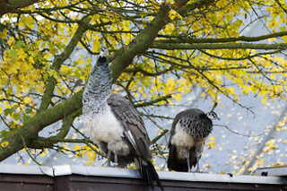 ENTRE FOR 2 I PANGEA PARK
