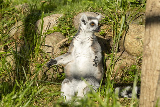 Pangea Park Bjæverskov - photo 14