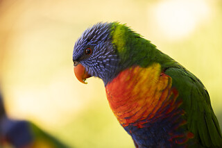 ENTRE FOR 2 I PANGEA PARK