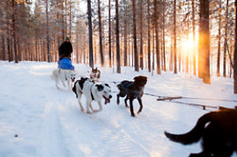 Wild Lapland