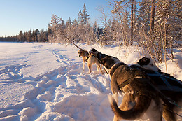 Wild Lapland