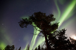 Wild Lapland