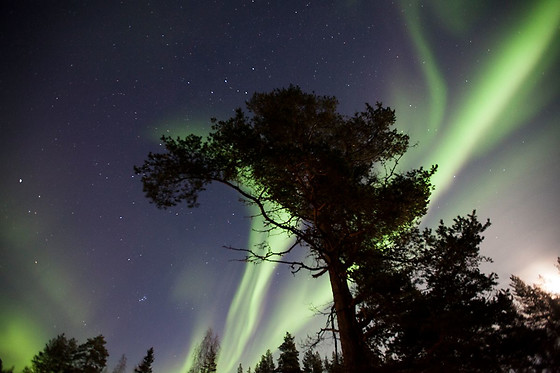 Wild Lapland - photo 6