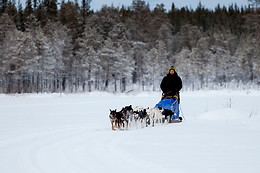 Wild Lapland