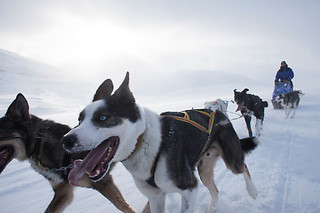 PRØV AT KØRE HUNDESLÆDE