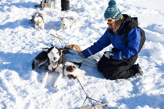Wild Lapland - photo 13
