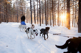Wild Lapland