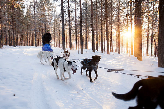 Wild Lapland - photo 10