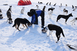 Wild Lapland