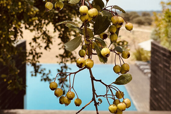Herdade da Cortesia Hotel **** - photo 9